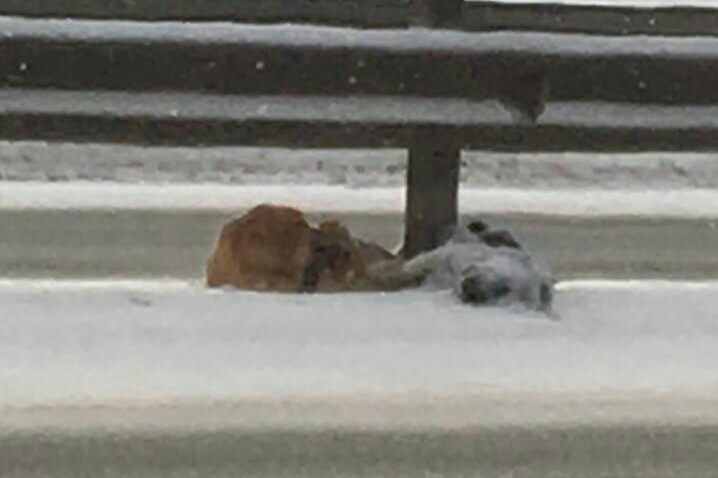 Под Уфой сняли на видео Хатико: пес не отходил от погибшего на трассе друга