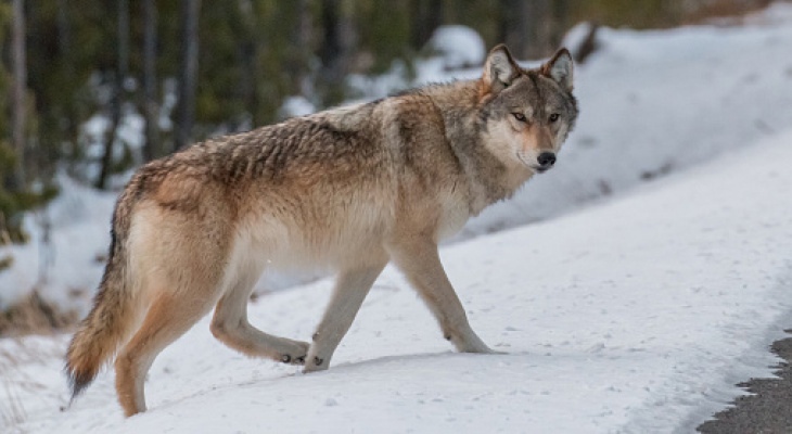 Кировские охотники убили полсотни волков за месяц